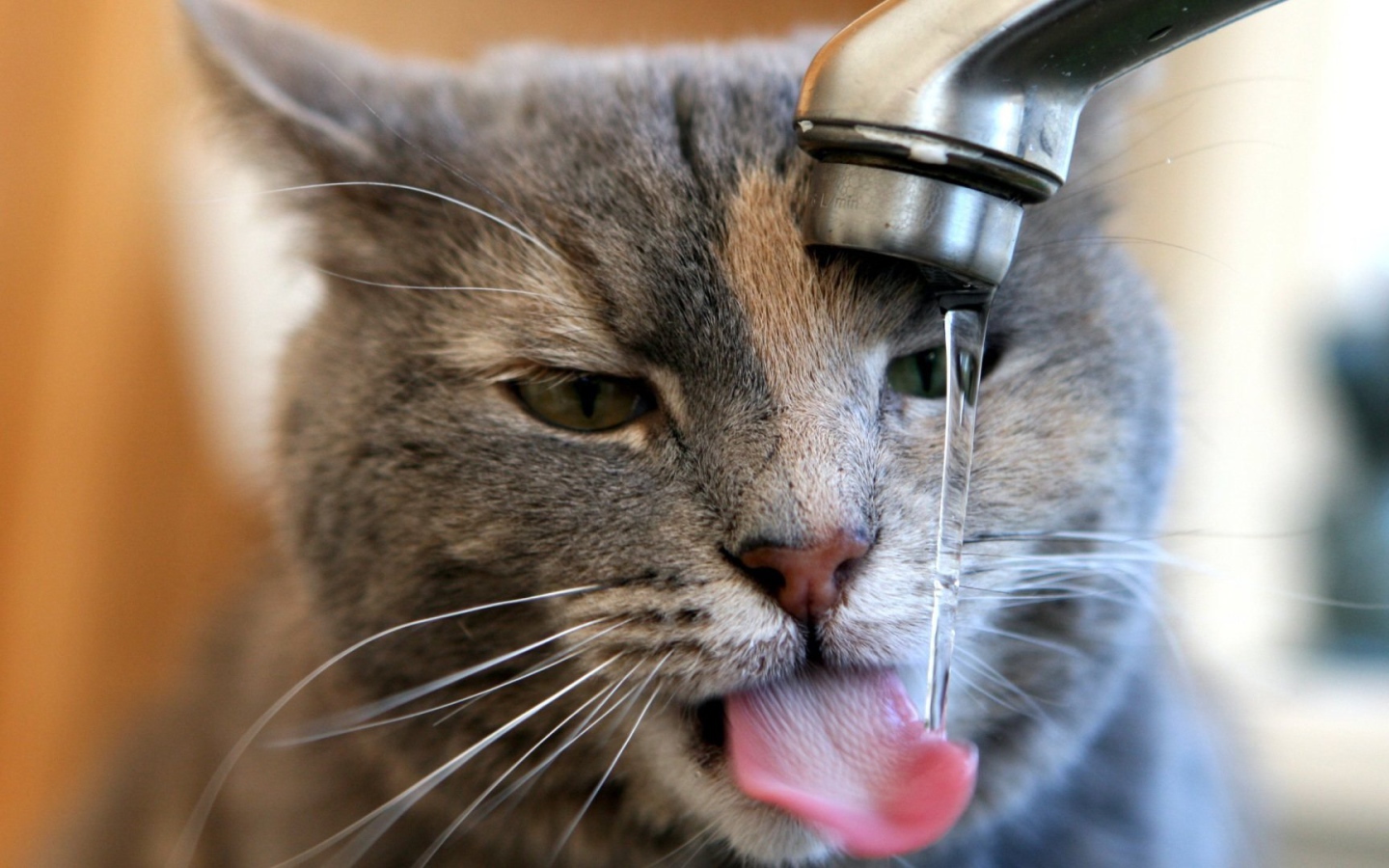 Кот пьет воду из-под крана