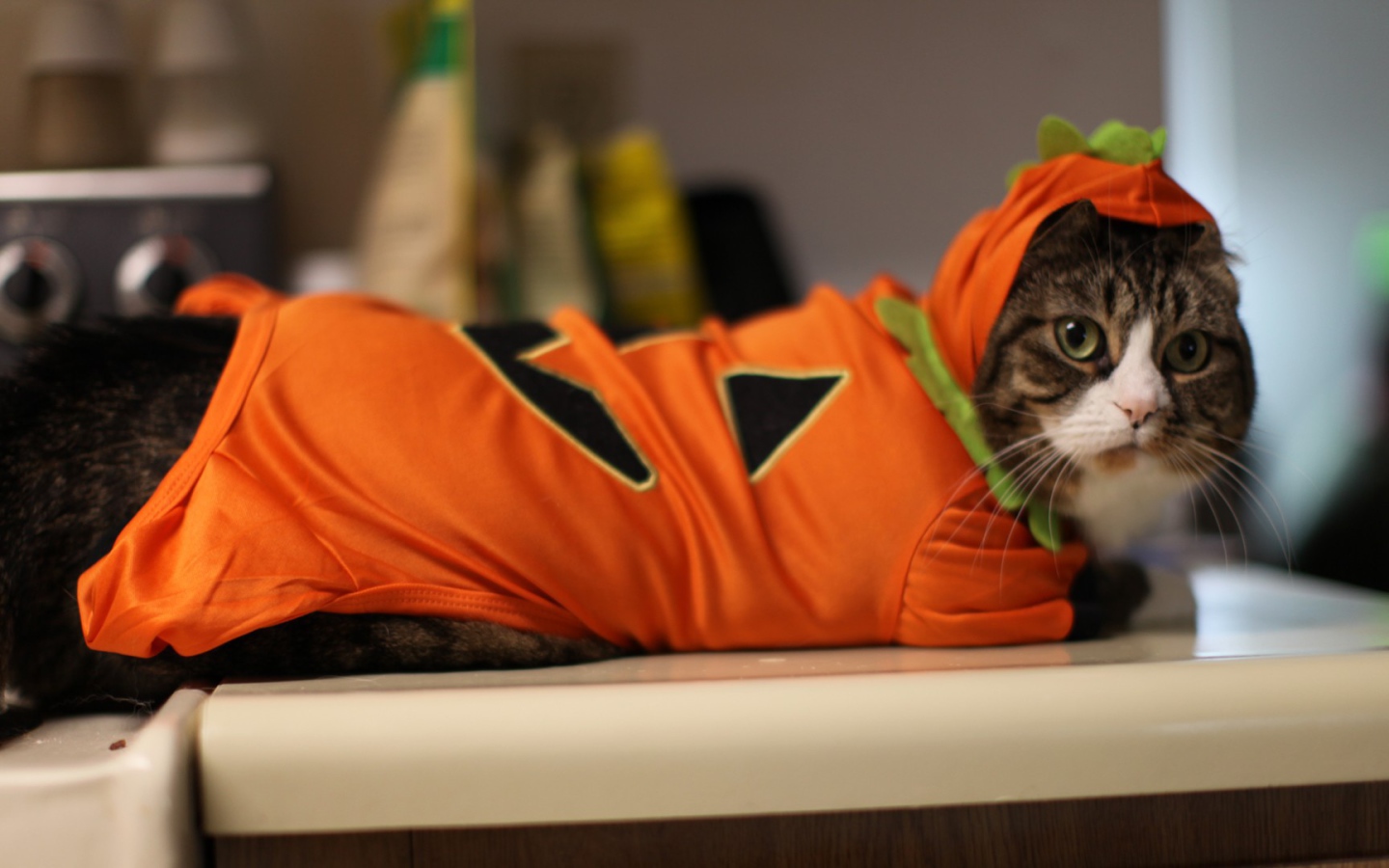 Кот в оранжевой одежде