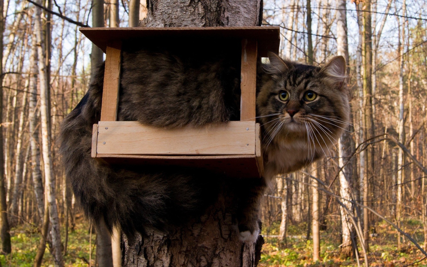 Кот ждет птичек