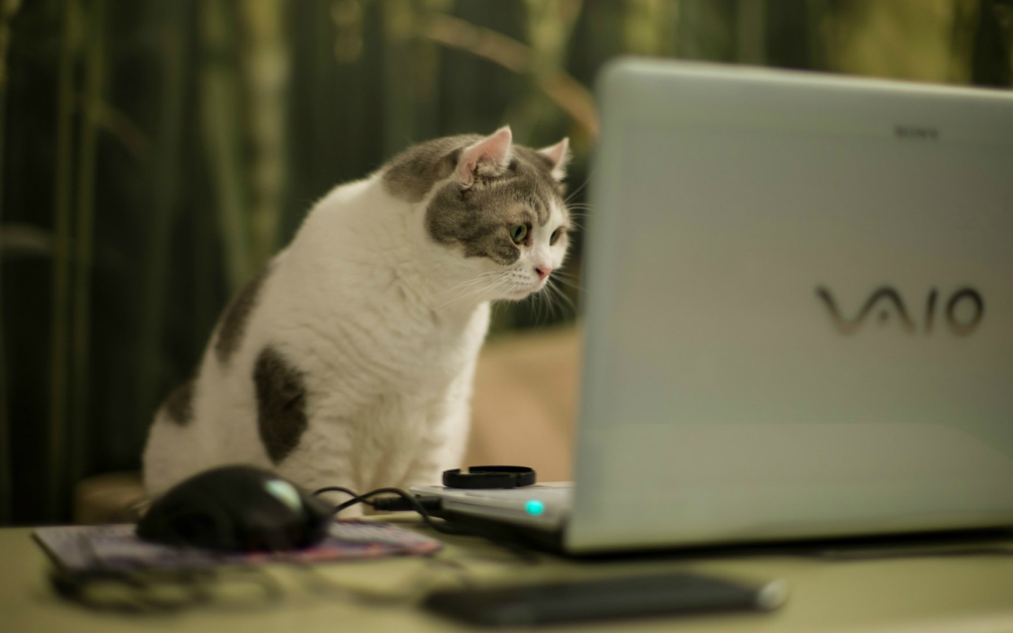 Кот смотрит на экран ноутбука