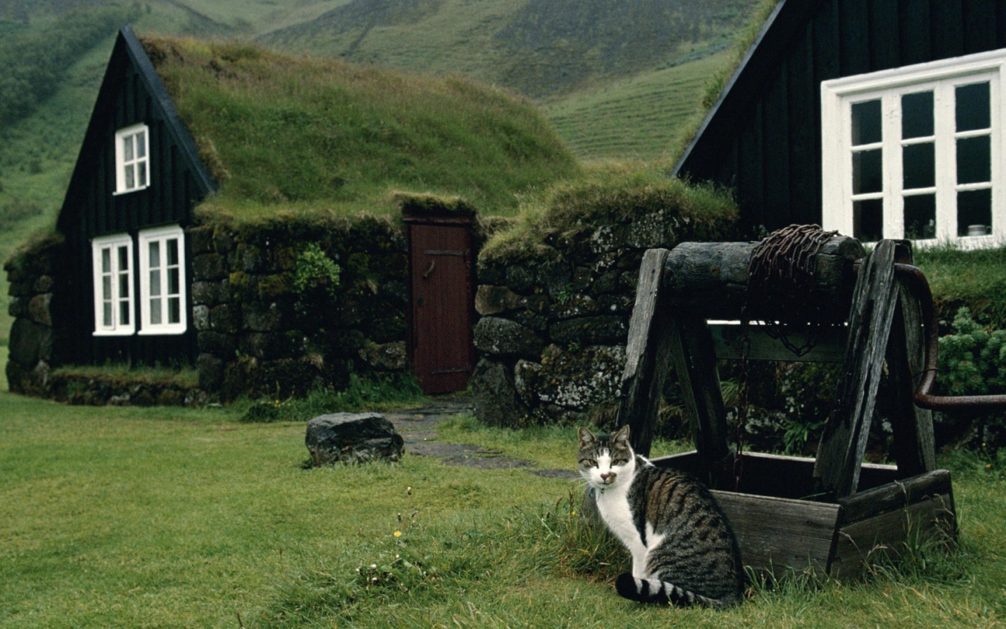 Кот сидит у колодца