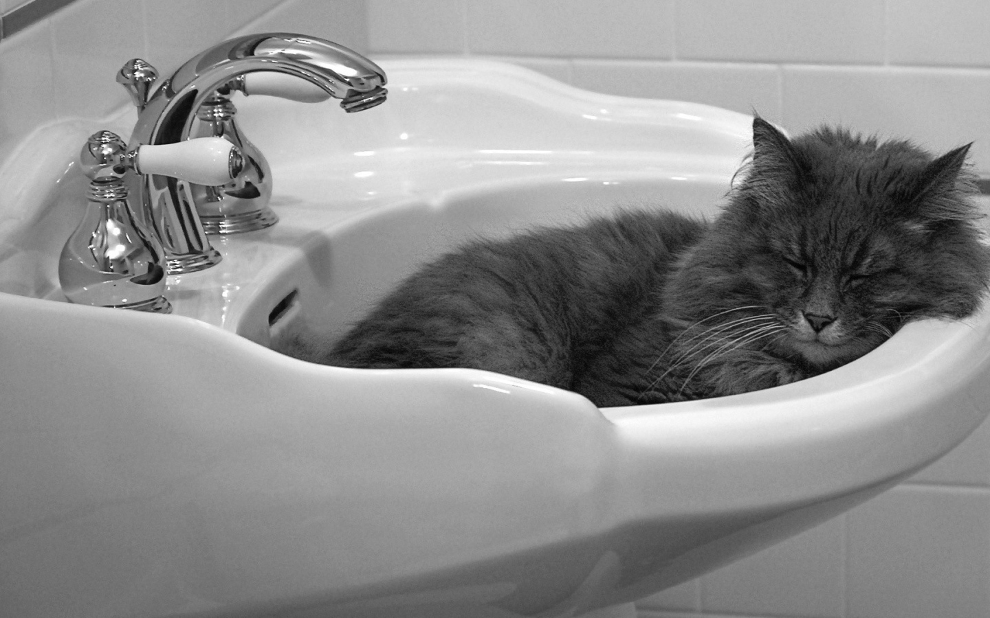 Кот мирно спит в раковине