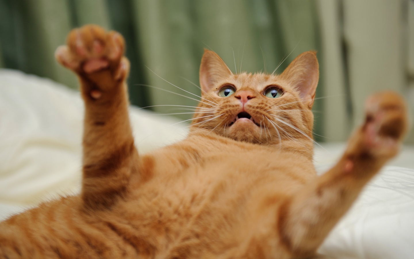 Огненно рыжий кот на спине