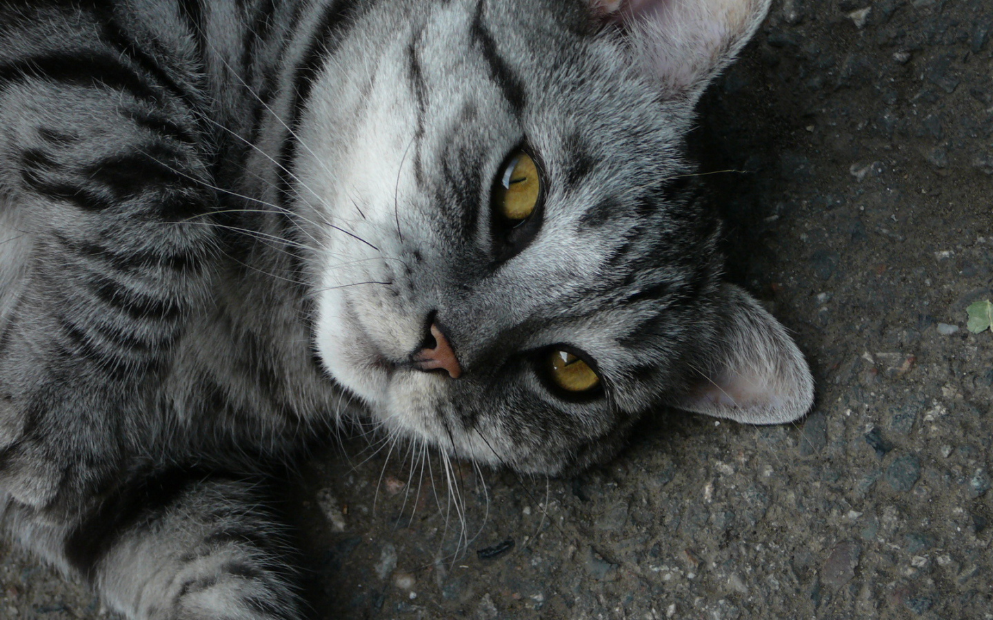 Серый полосатый кот