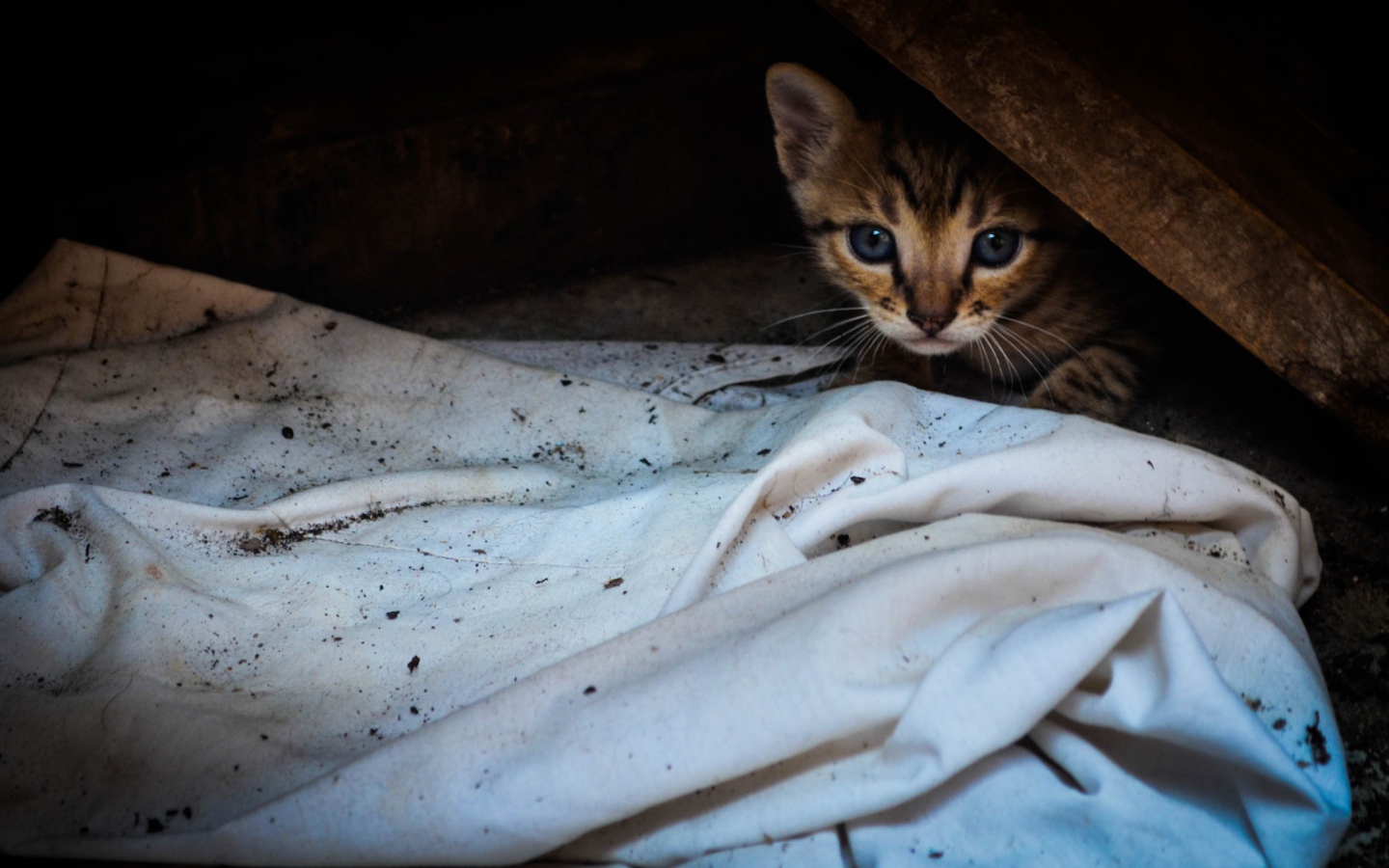 Котенок выглядывает из под доски
