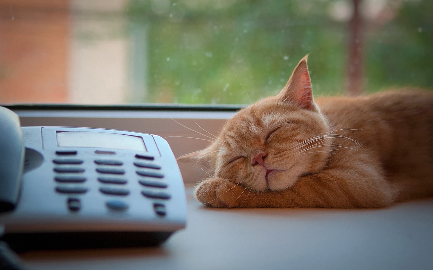 Рыжий кот спит у телефона