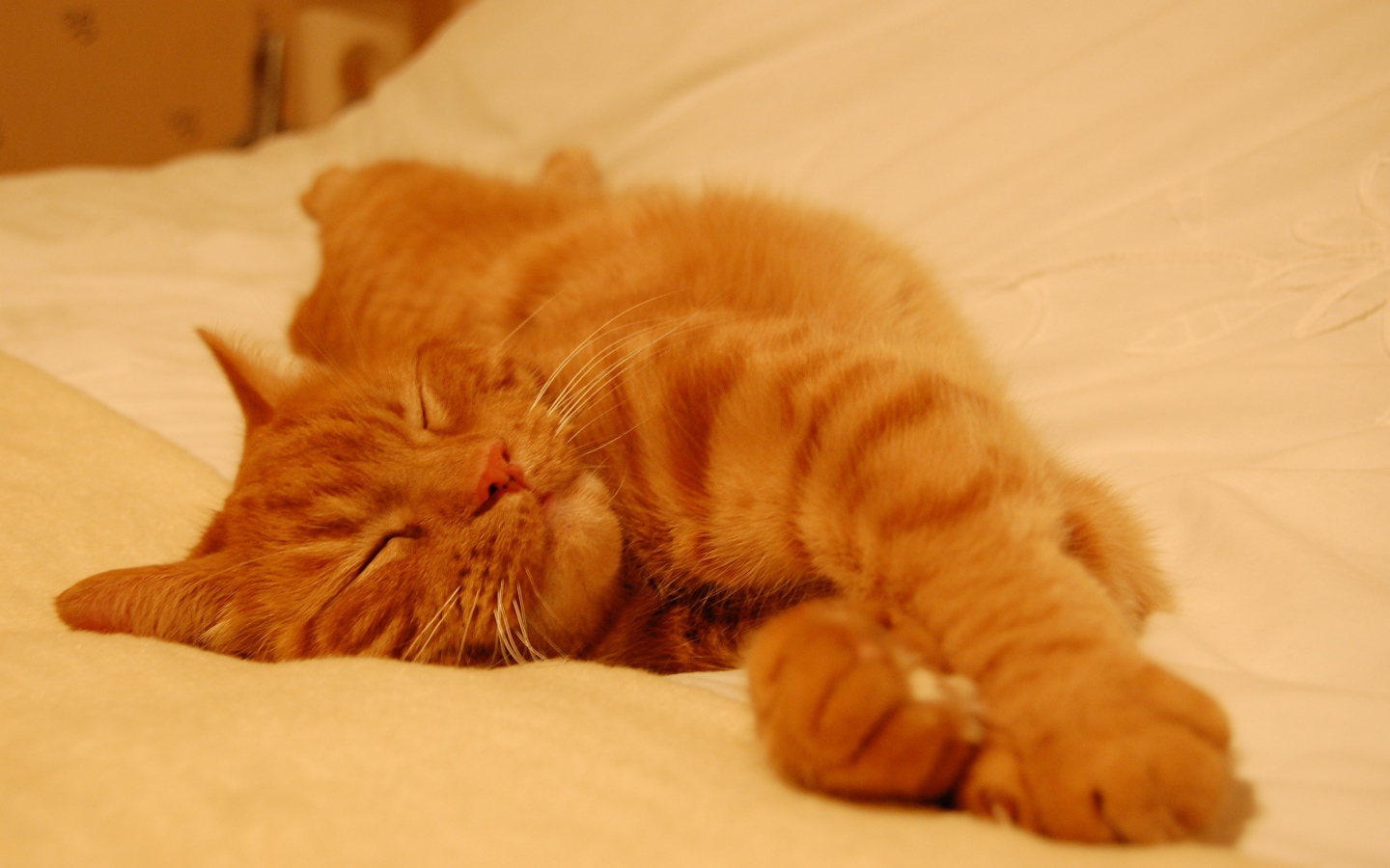 Рыжий кот сладко спит на простыне
