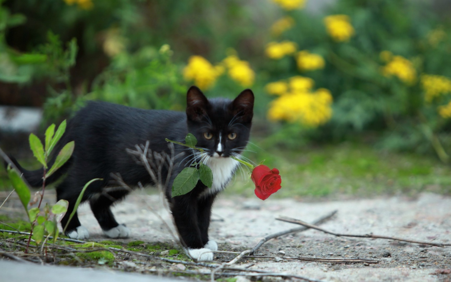 Роза в зубах у котенка