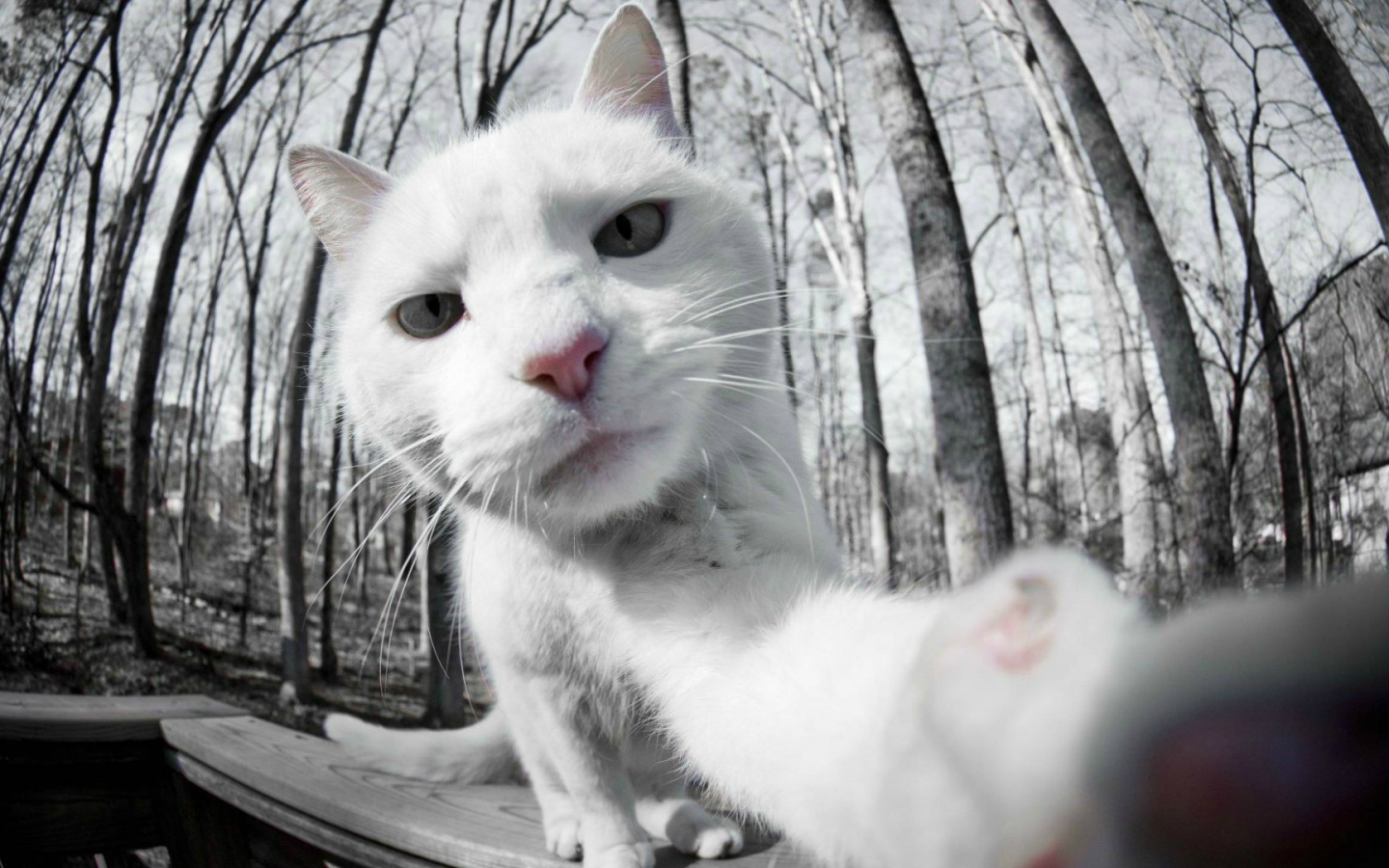 Селфи белого кота