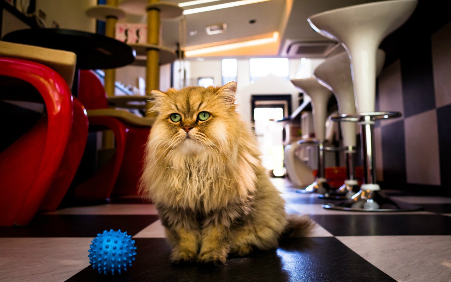 Лохматый кот с игрушкой