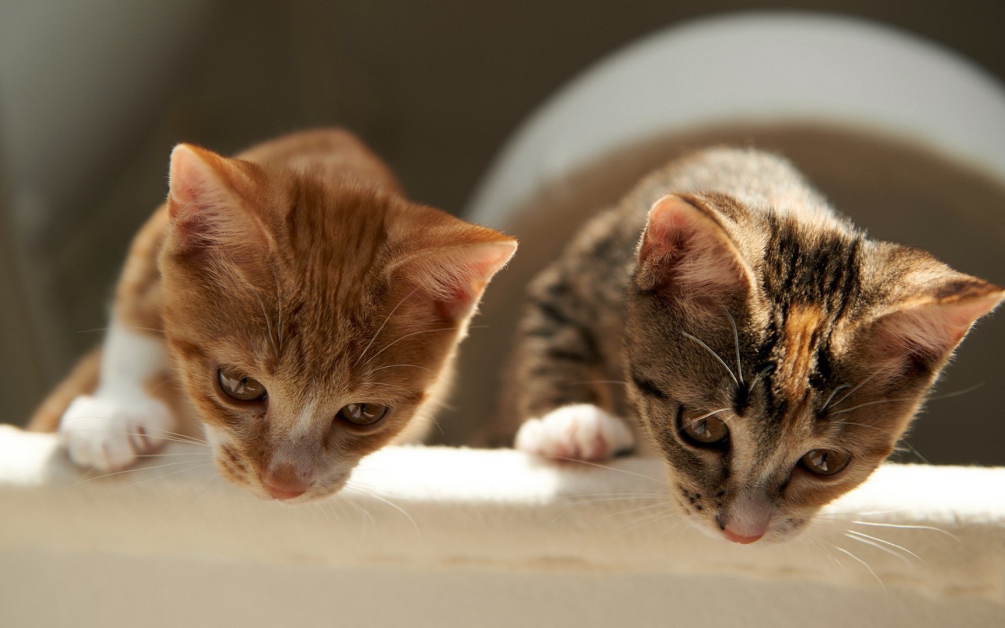 Два брата коты