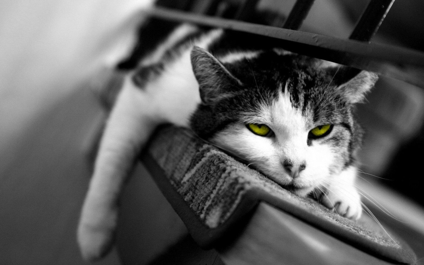 Желтоглазый ленивый кот