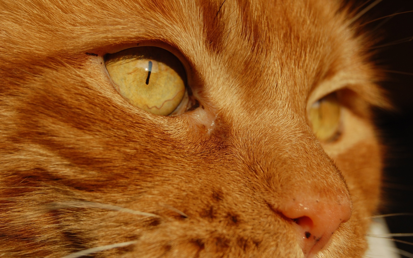 Желтые глаза рыжего кота