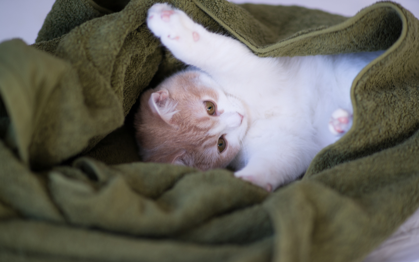 Котенок в зеленом полотенце