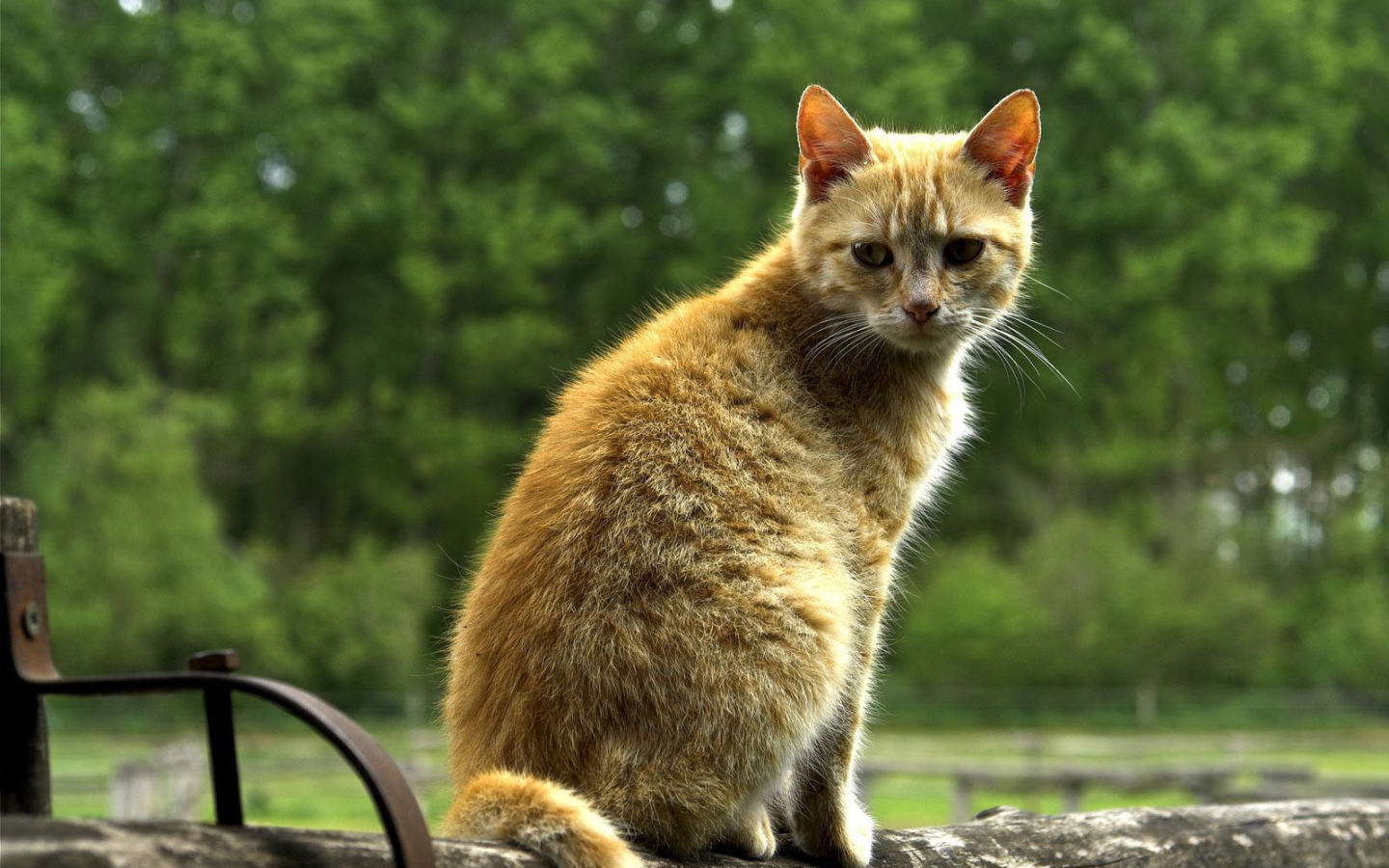 Рыжий кот на бревне