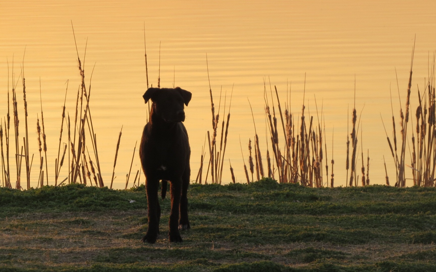 Black dog on the lake