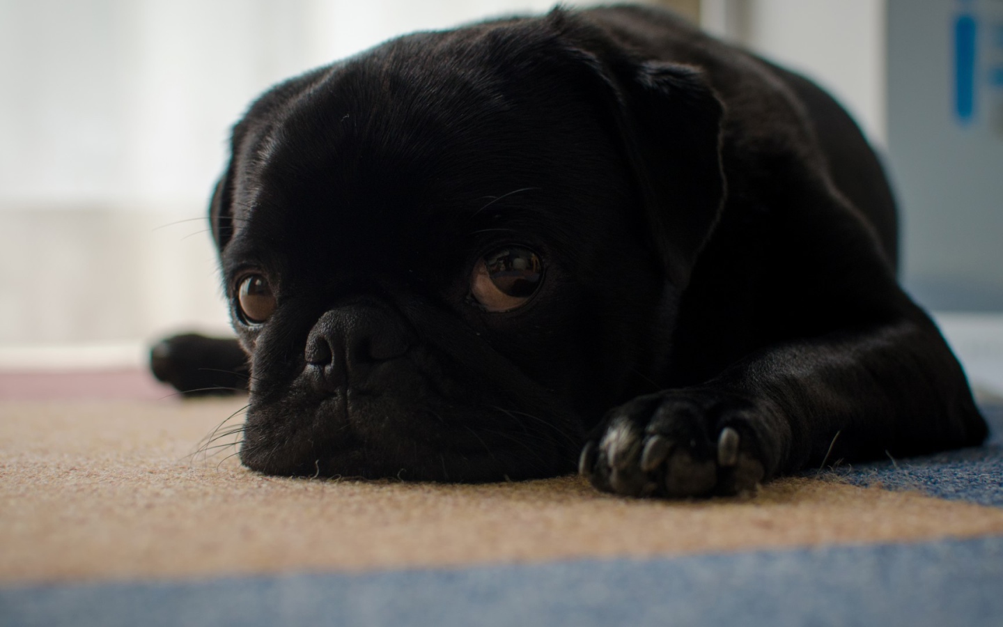 Грустный черный щенок мопса лежит на полу