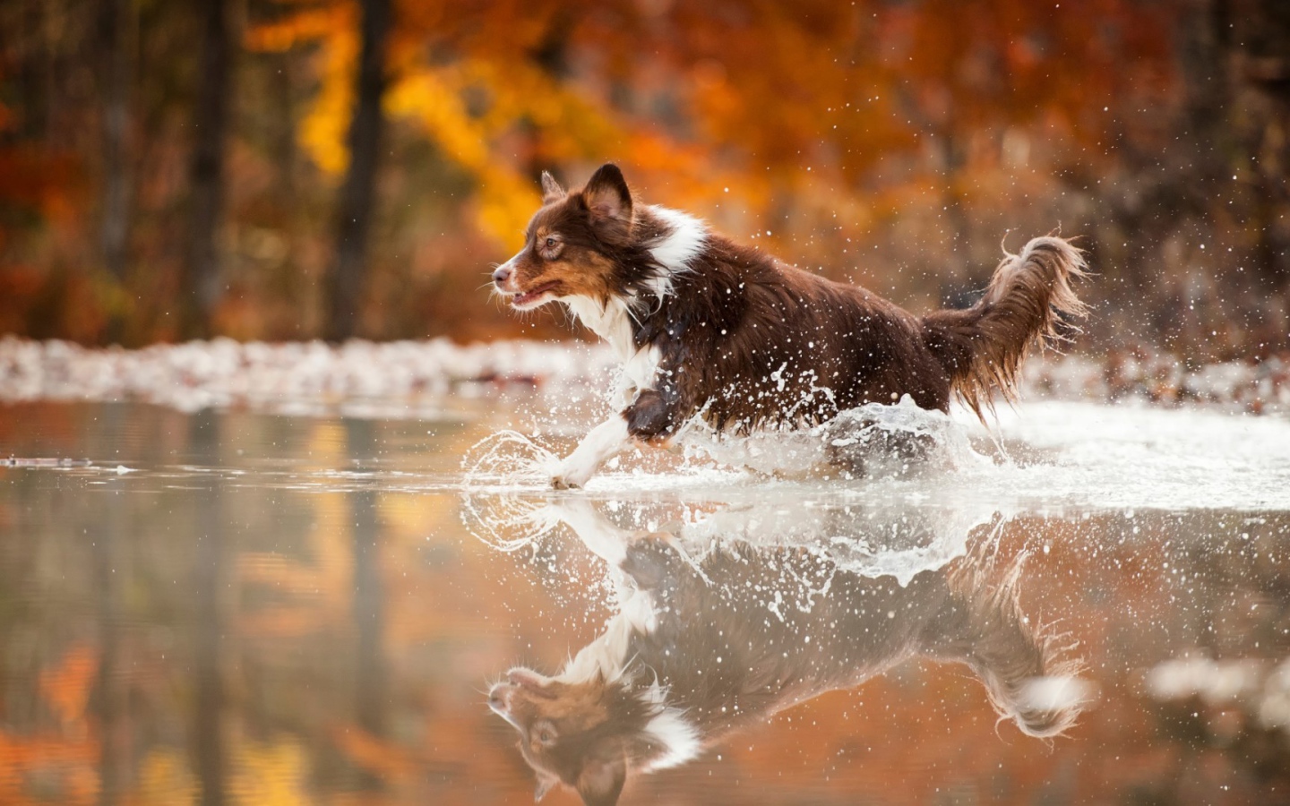 Коричневая собака бежит по воде