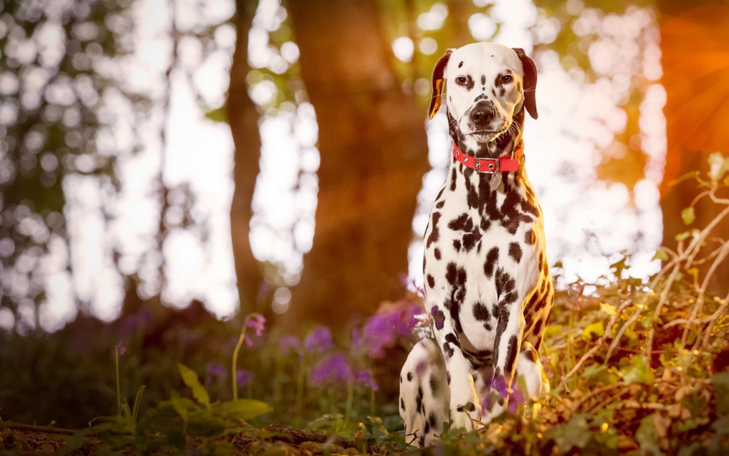 Далматинец сидит в лесу на закате