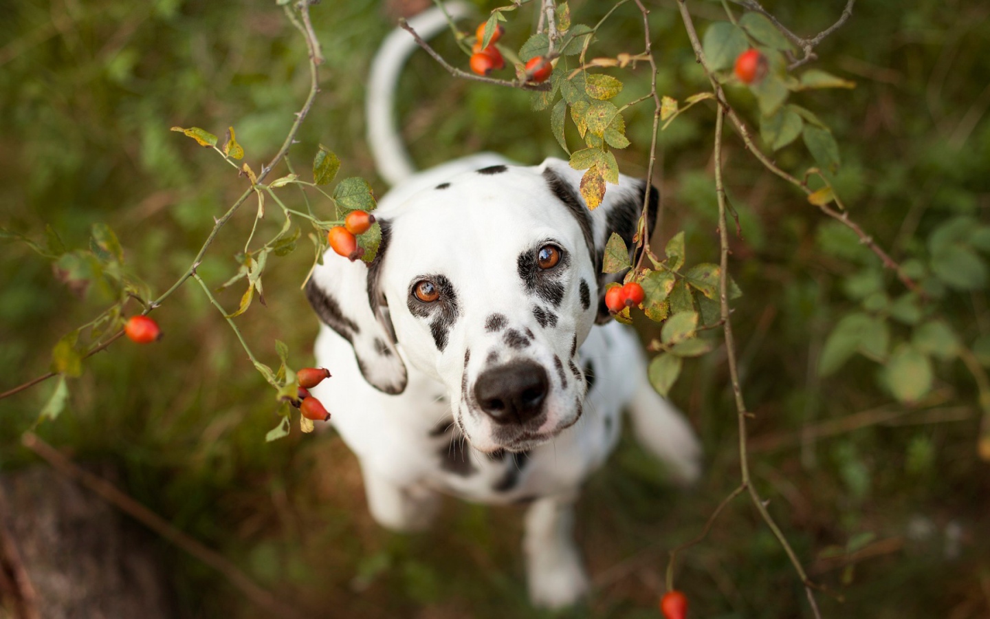 Далматинец под кустом шиповника