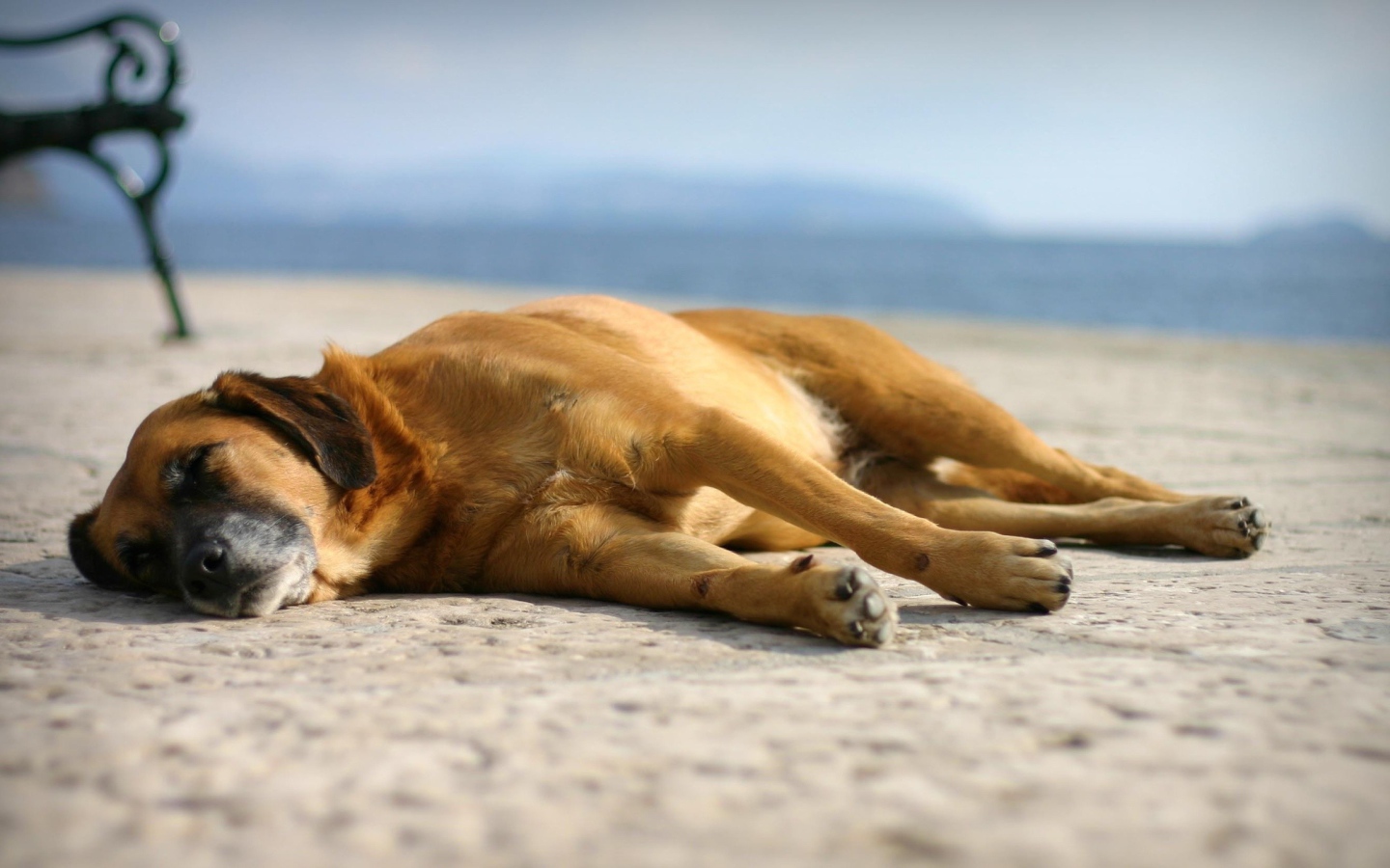 Собака спит на набережной