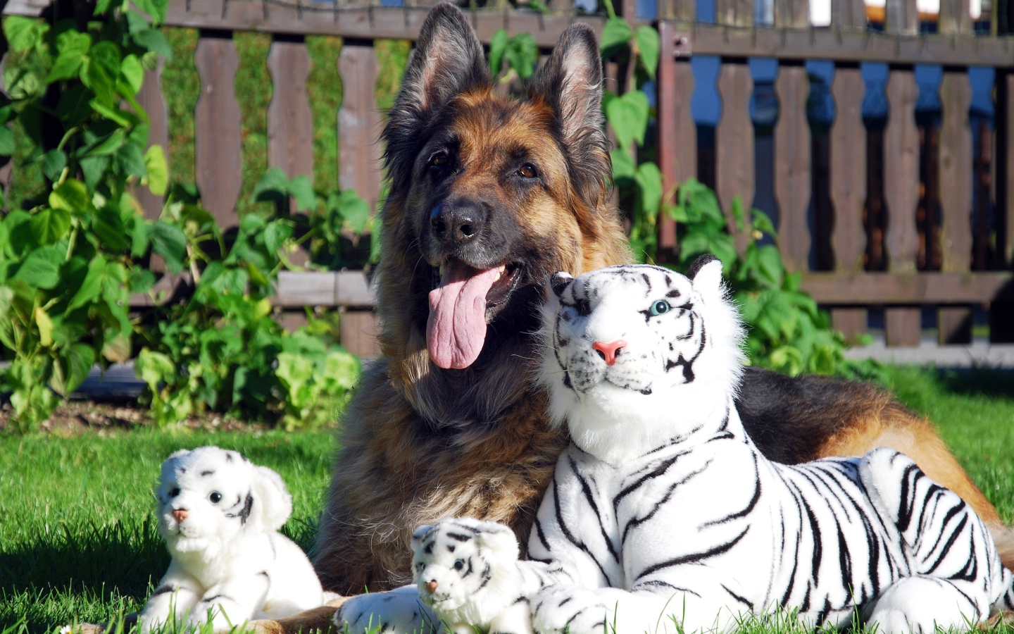 Немецкая овчарка с игрушечными тиграми