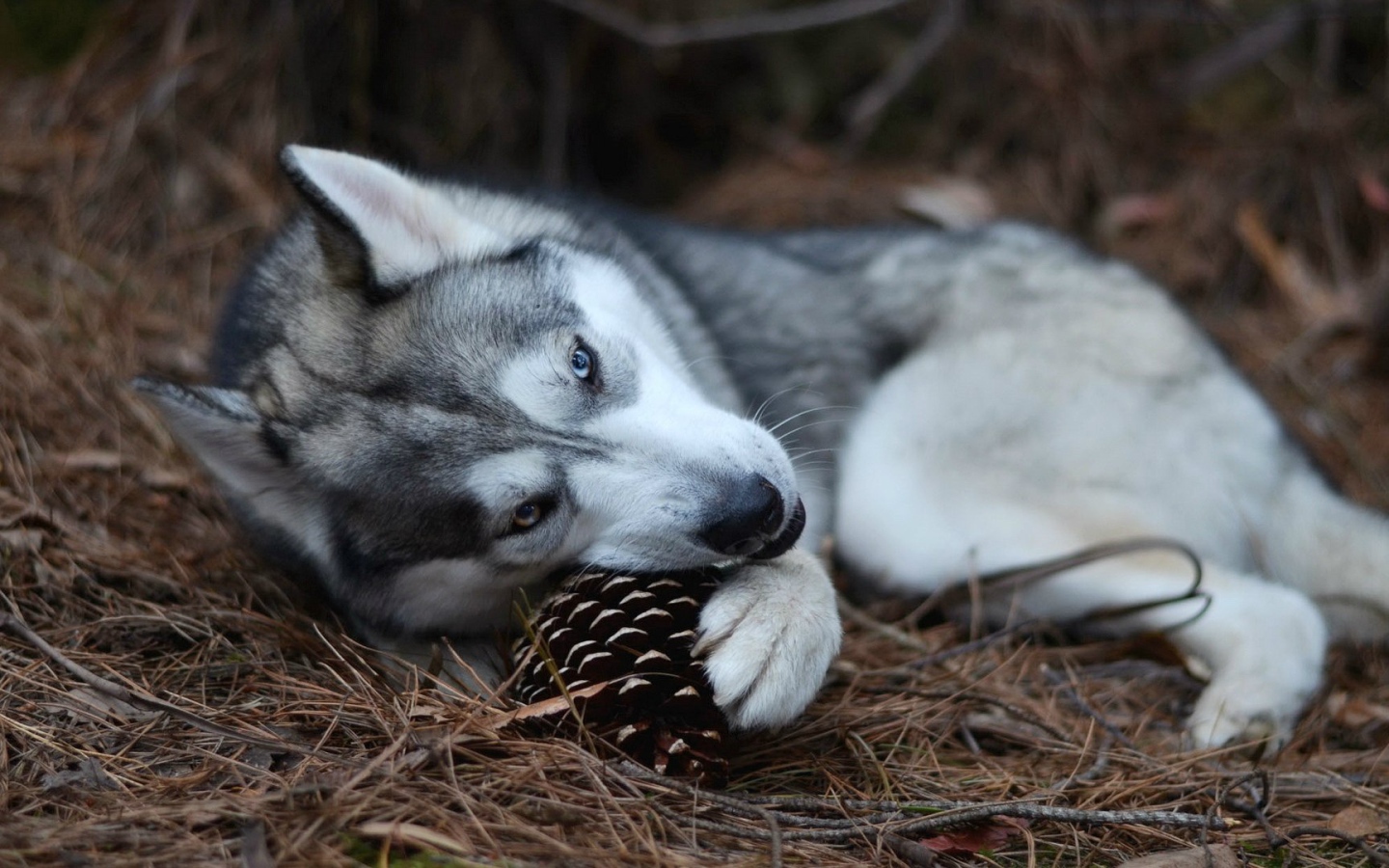 Собака хаски играет с шишкой