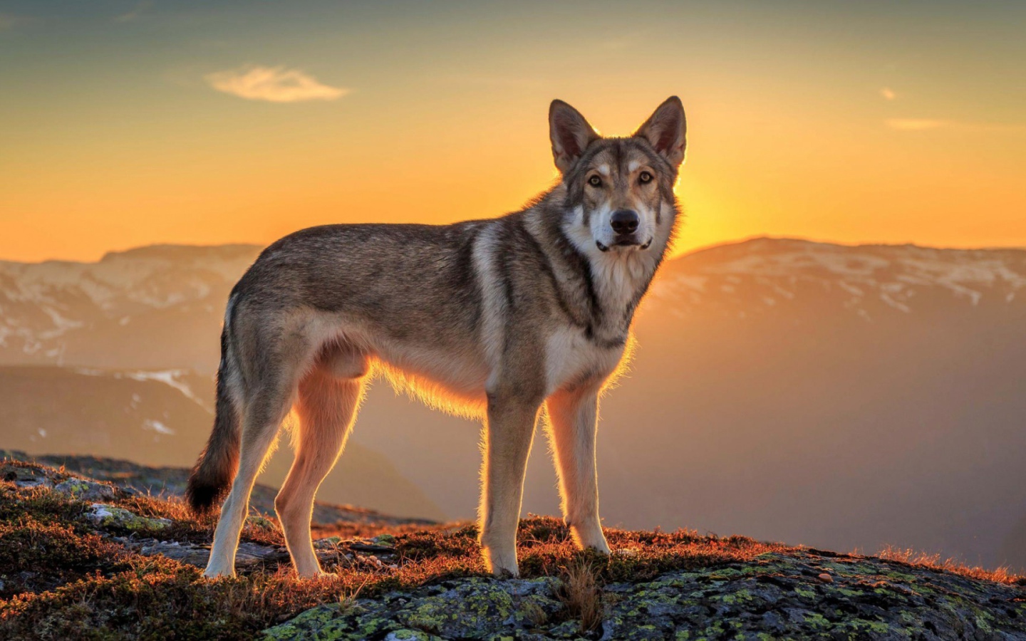 Хаски в горах на фоне заката