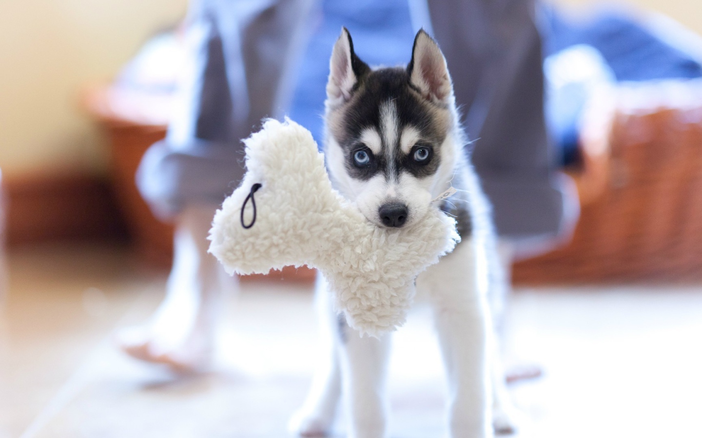 Маленький хаски с игрушкой в зубах