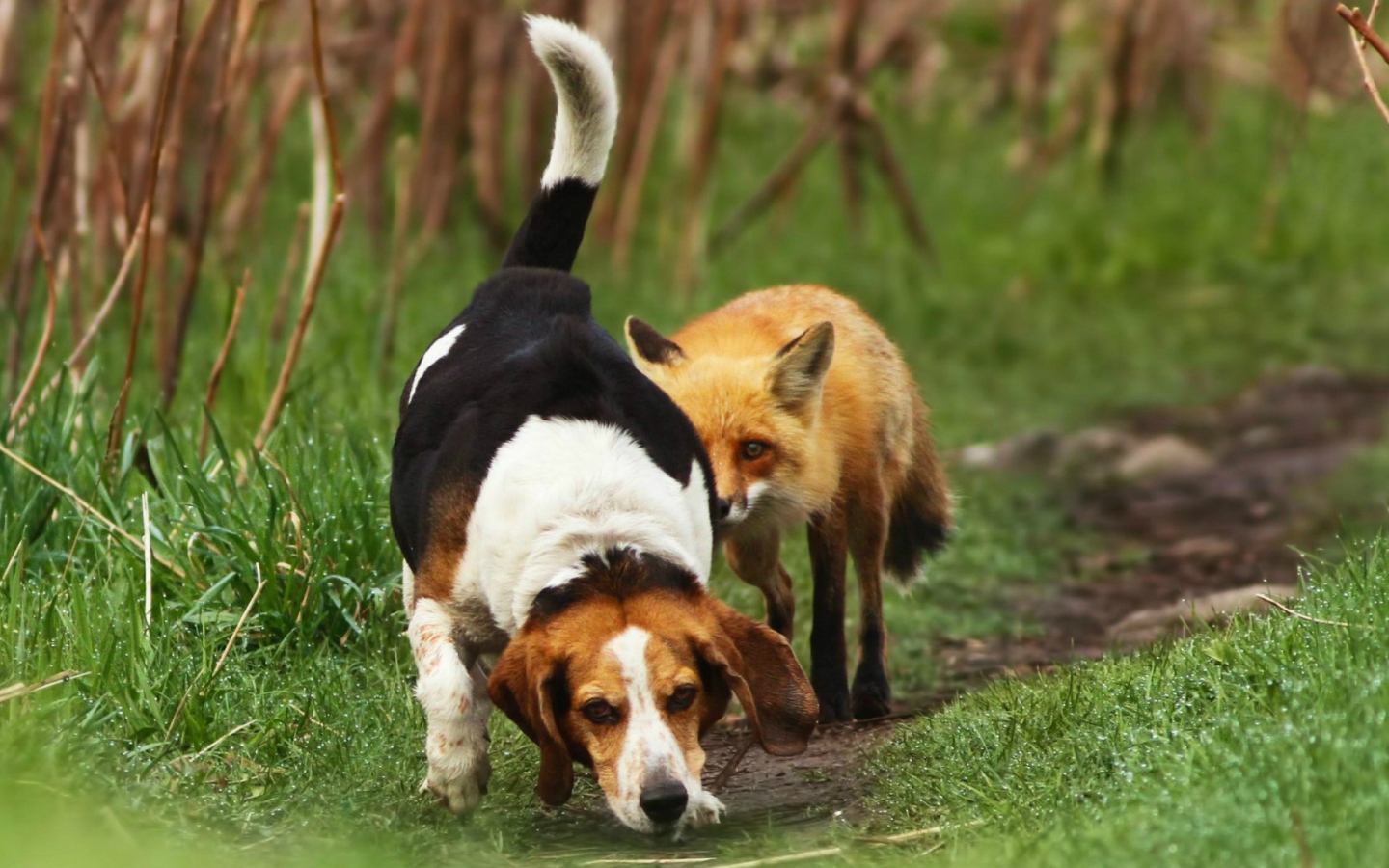 Cобака напала на след лисы