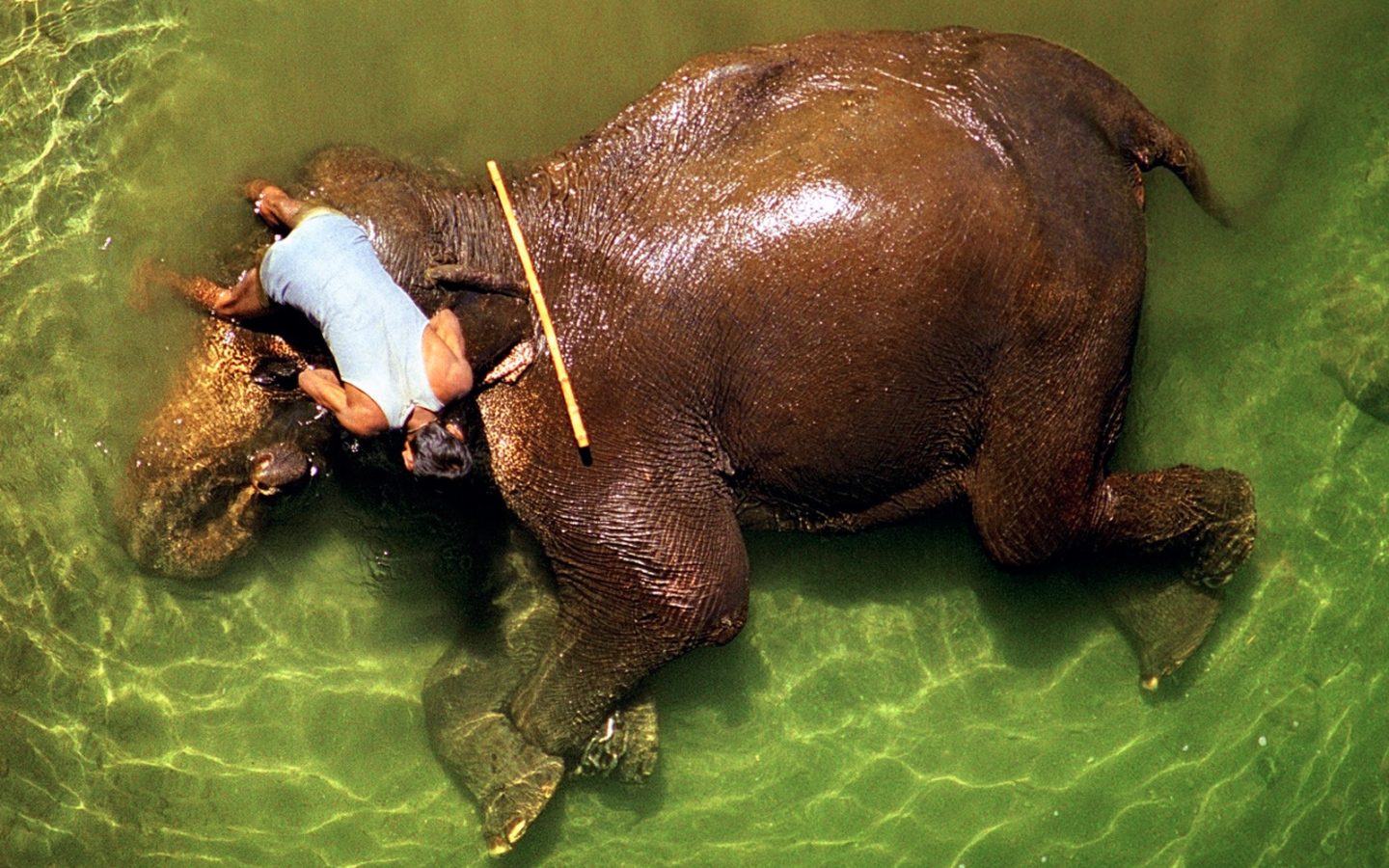 Погонщик моет слона