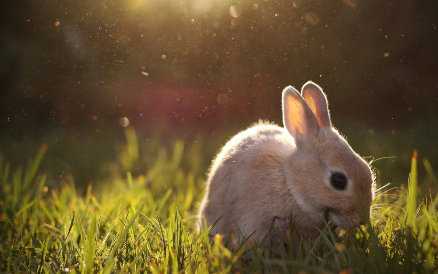 Beige rabbit eats grass