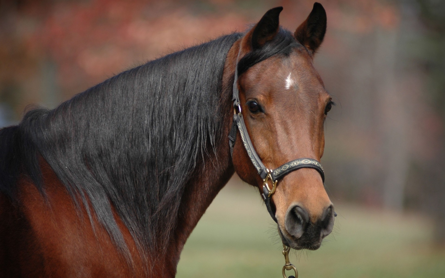 Коричневый конь с черной гривой