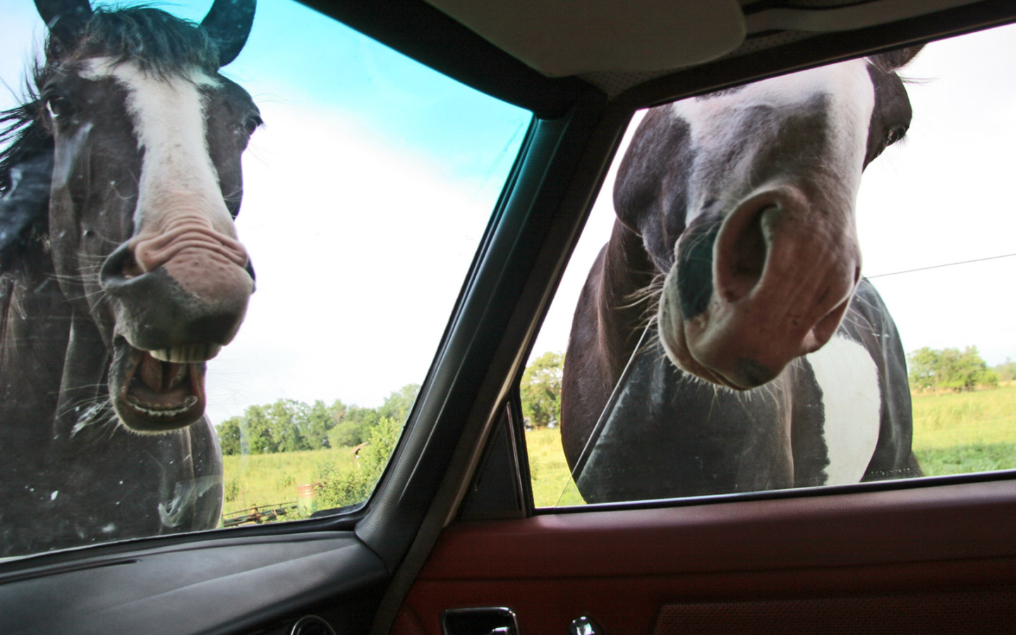 Лошади глядят в автомобиль