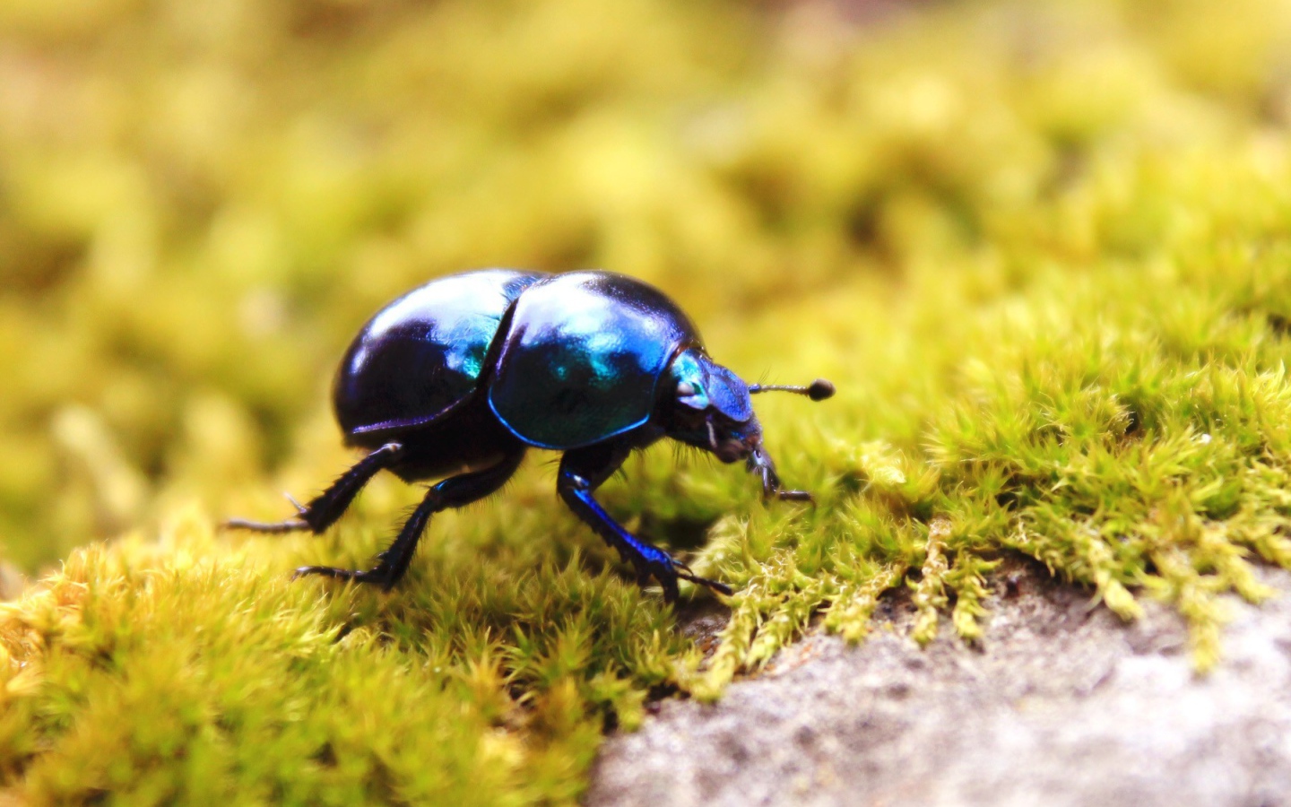 Черный жук на зеленом мху
