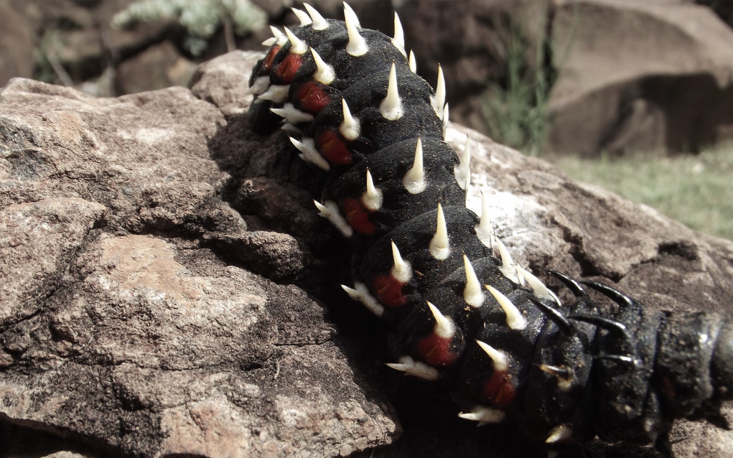 Черная гусеница ползет по камню