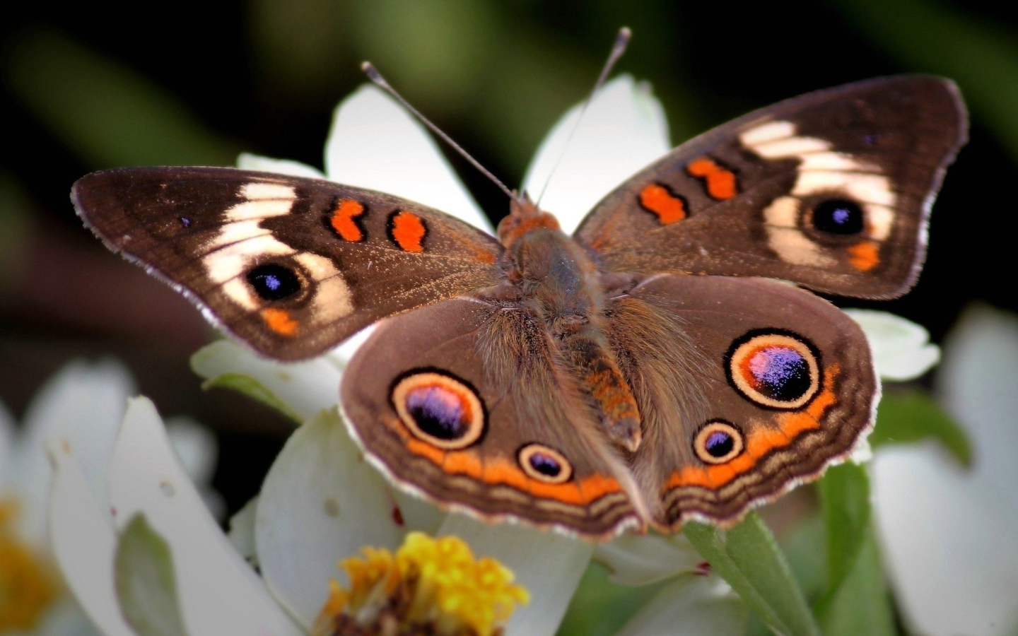Коричневая бабочка с узором на крыльях