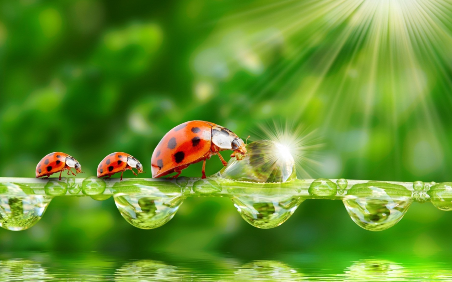 Семья божьих коровок наткнулась на препятствие