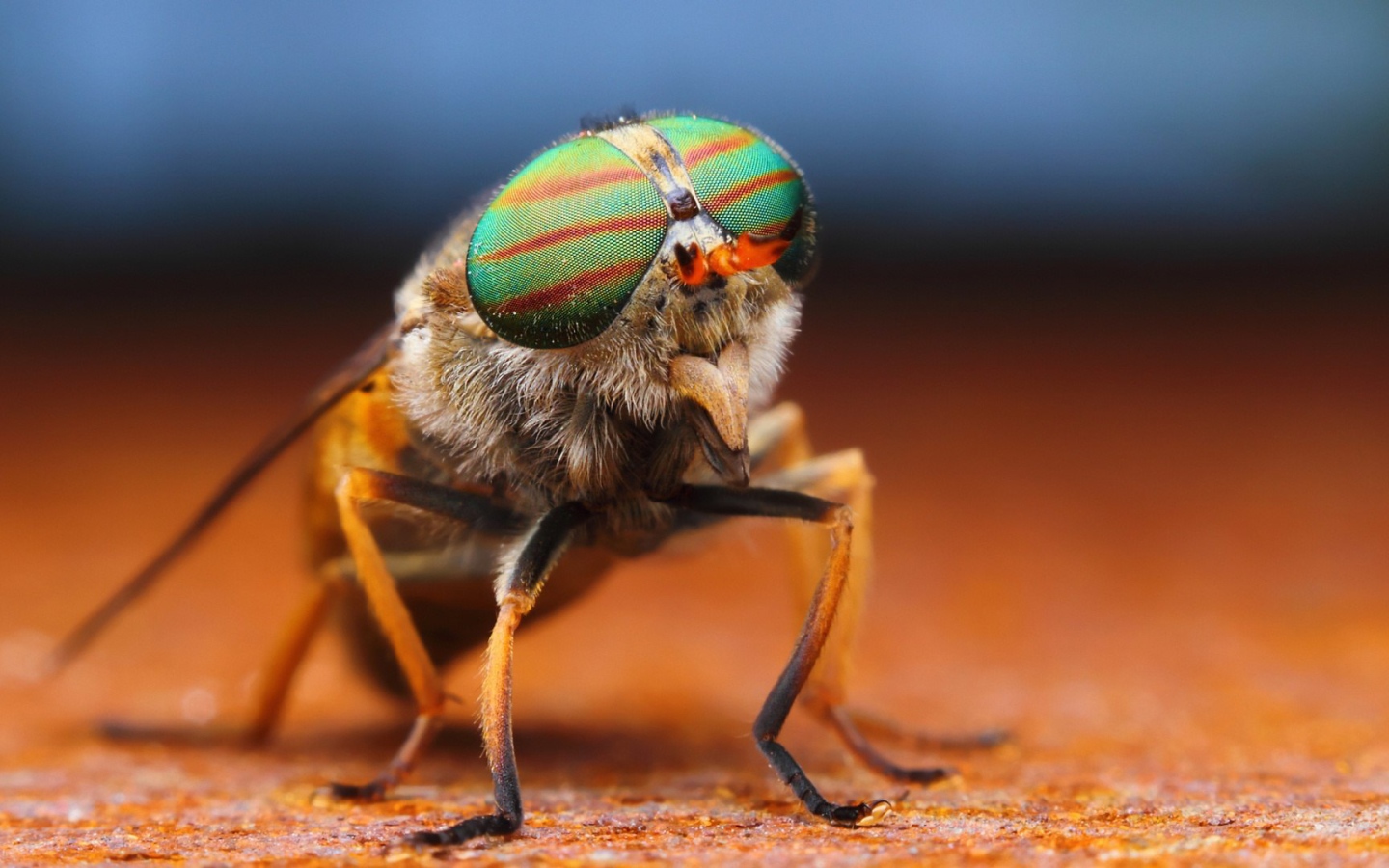 Фото мухи крупным планом