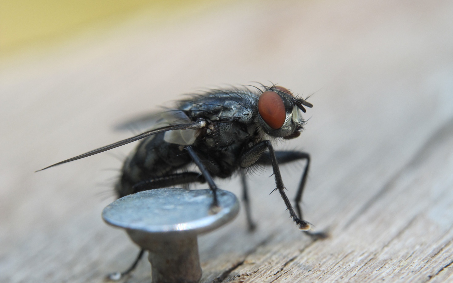 Муха у железного гвоздя