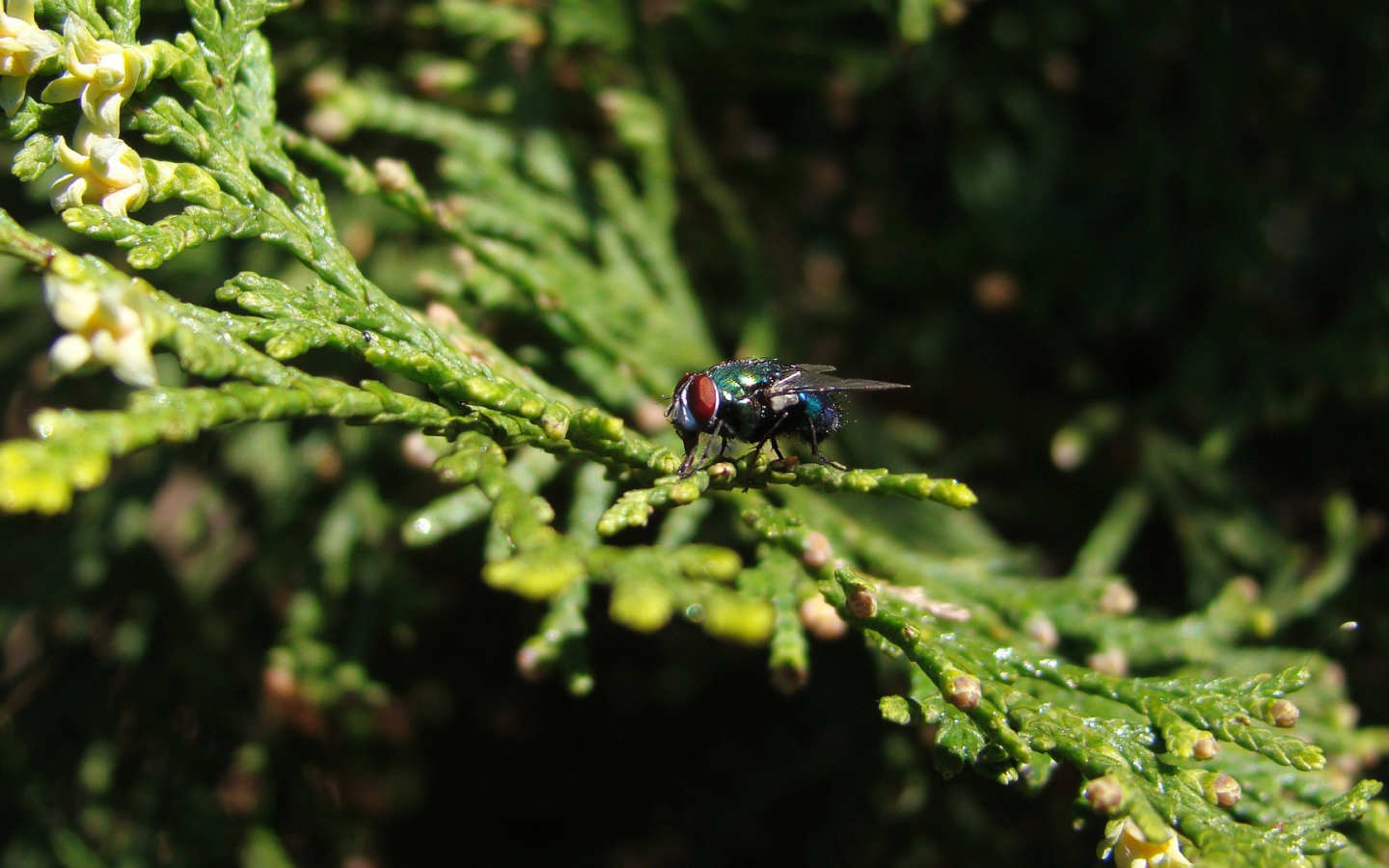 Муха сидит на зеленой ветке