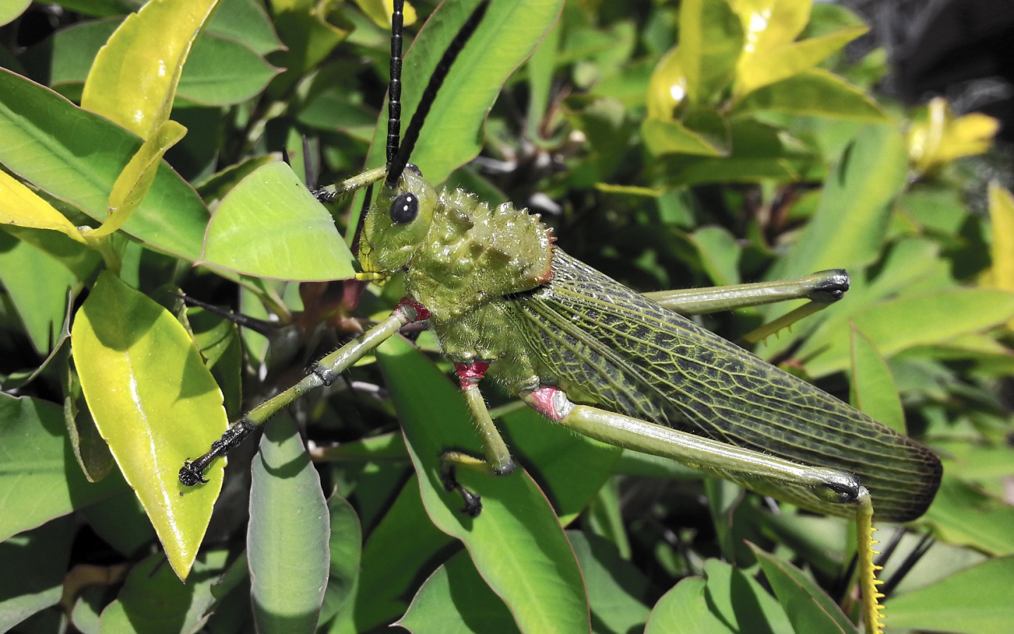 Кузнечик отлично замаскировался