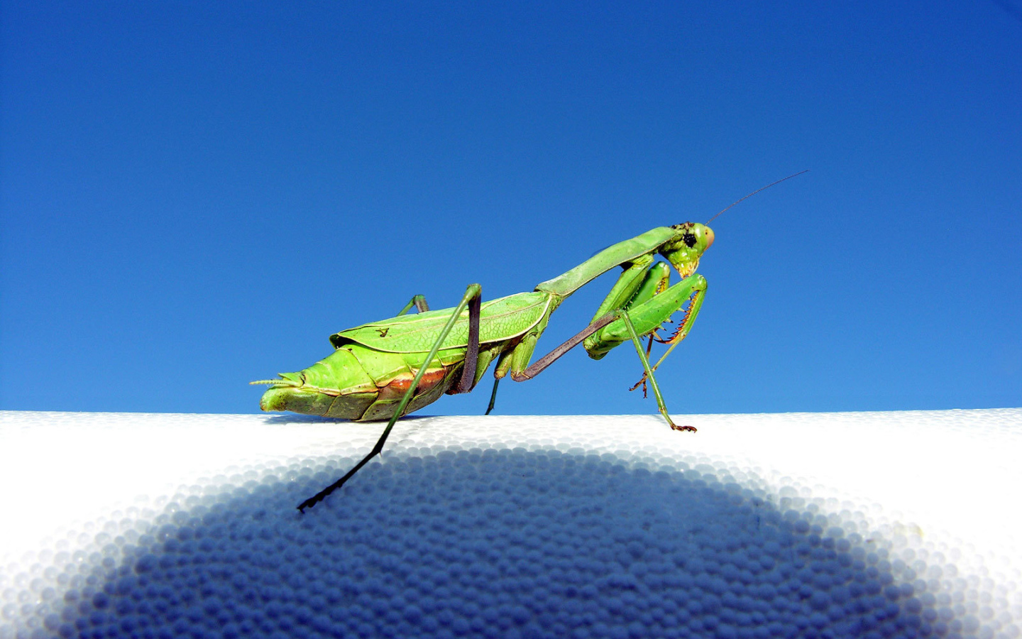 Зеленый богомол