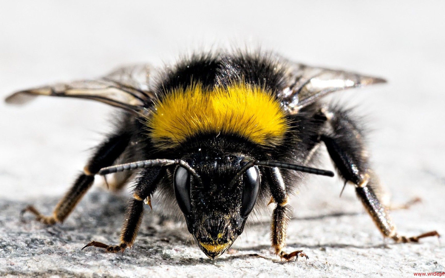 Фото мохнатого насекомого