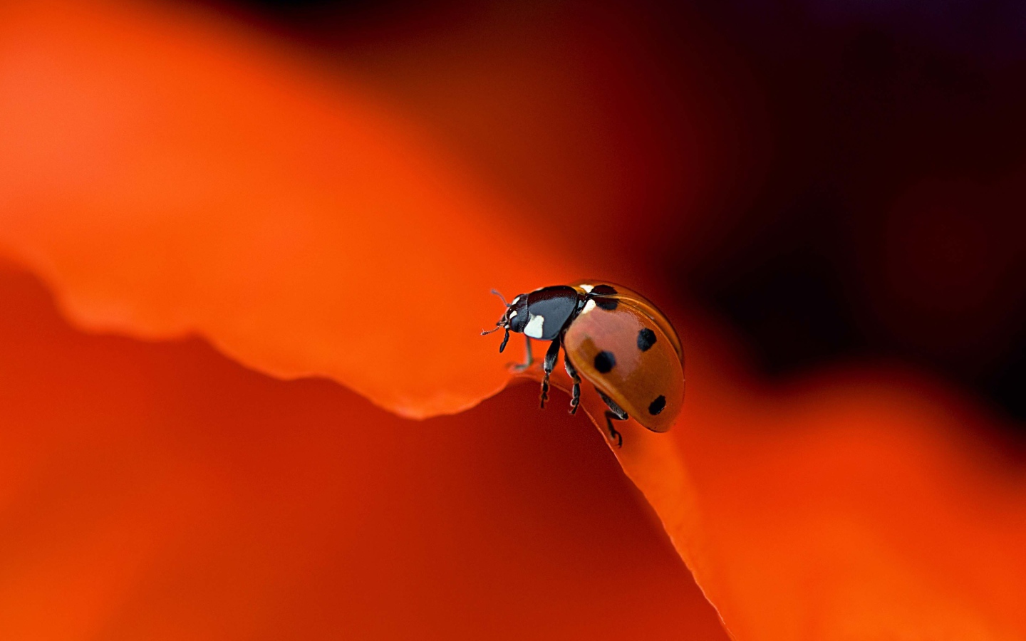 Красная божья коровка на оранжевом фоне