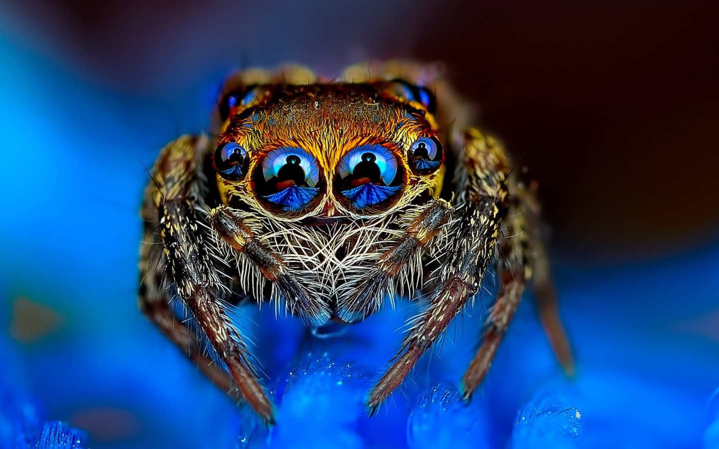Отражение в глазах паука
