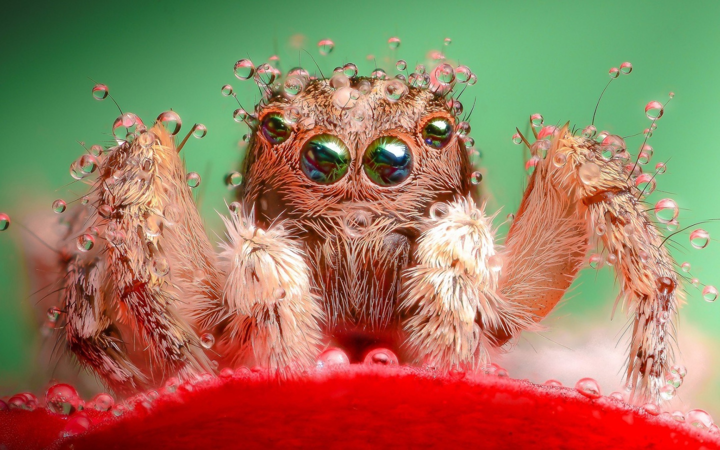 Паук в воде