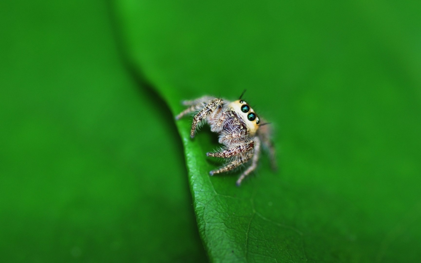 Паук на листике с дерева