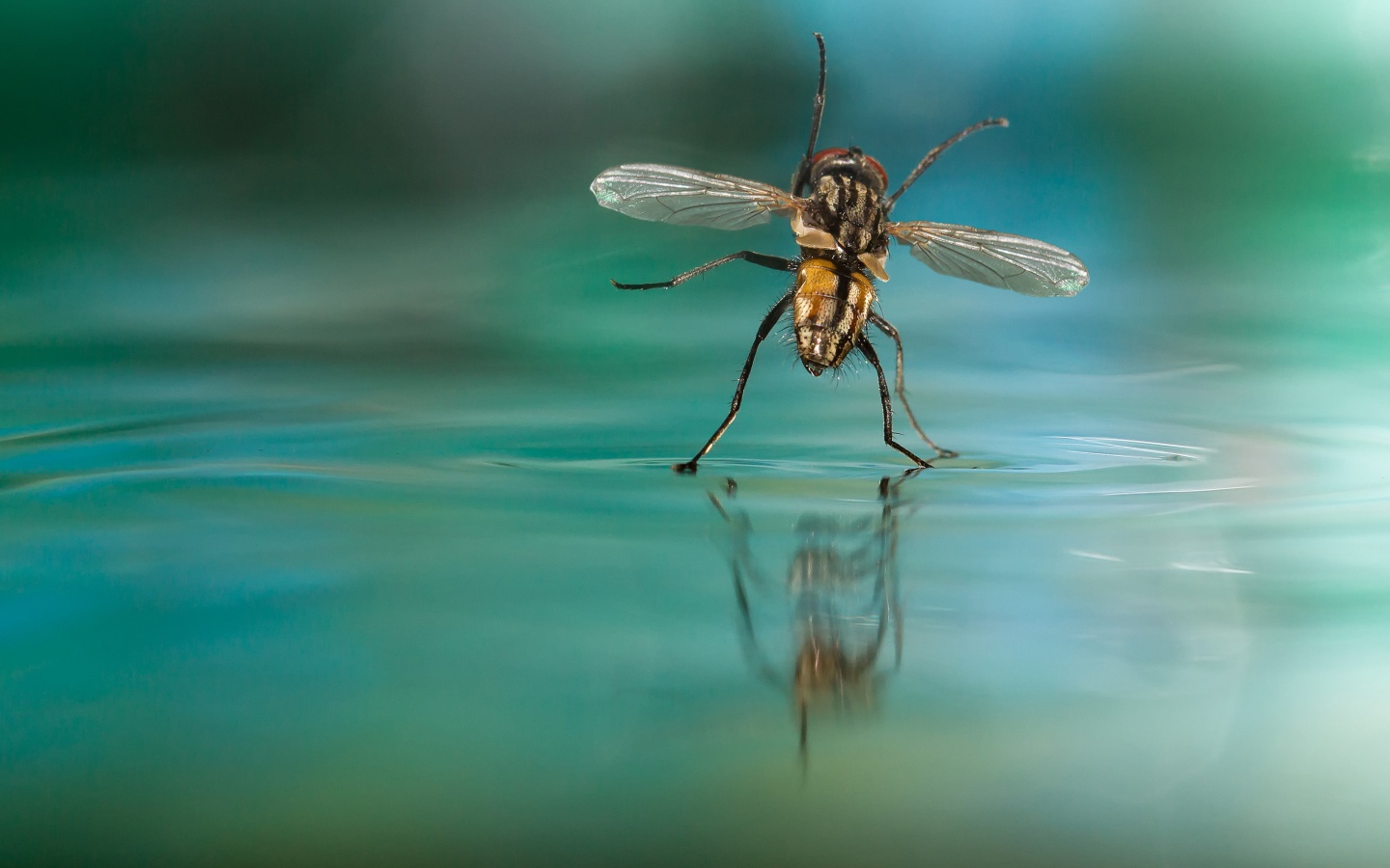 Муха на воде