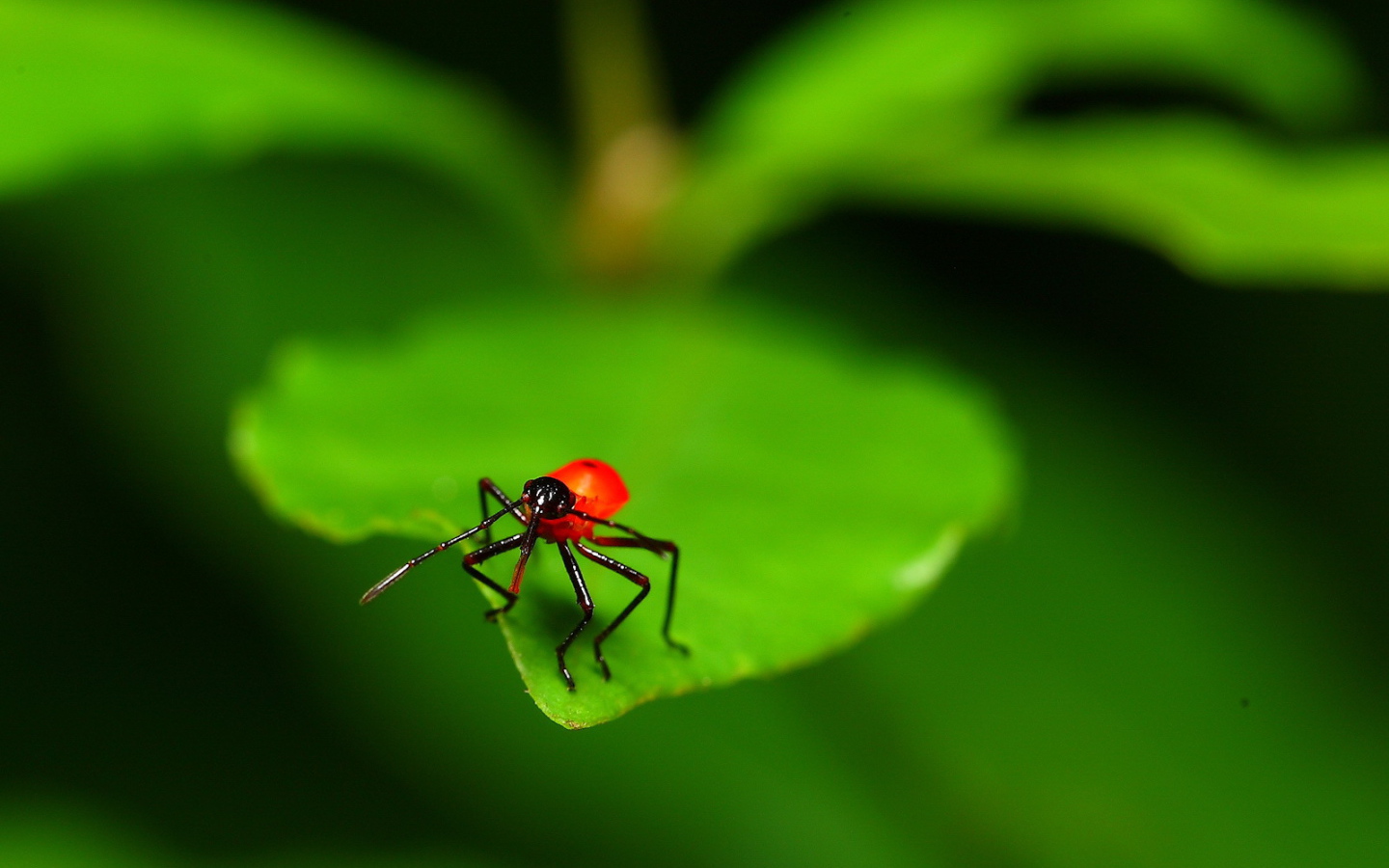 Букашка на листке
